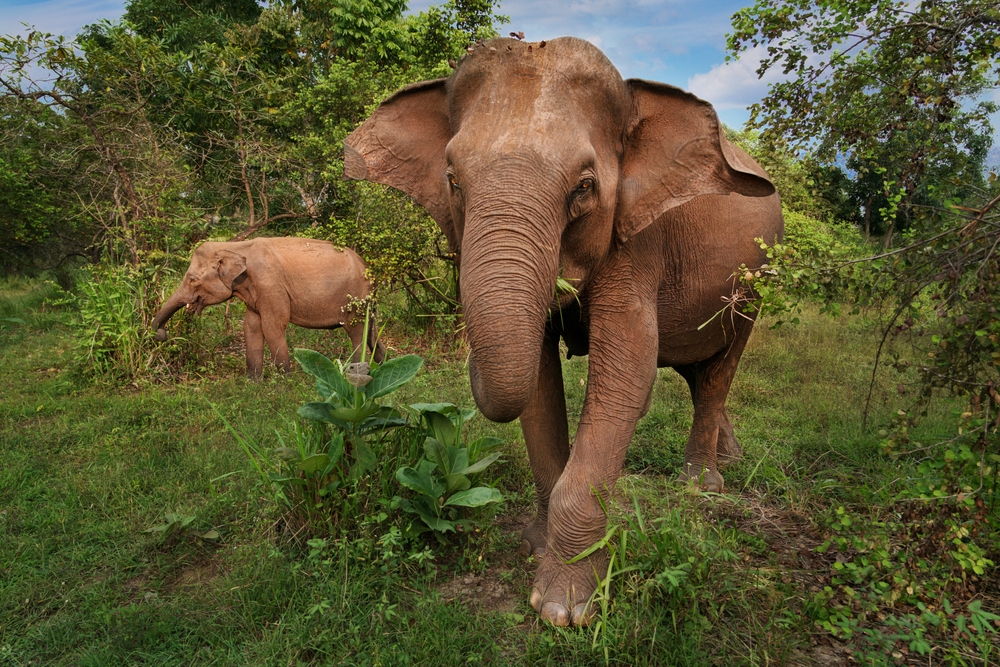 Global Perspectives in Nursing: Lessons from Sri Lanka for Australian Practice